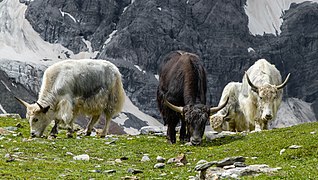 Grasende Yaks in Sulden