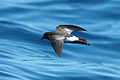 New Zealand storm petrel