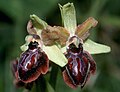 Ophrys garganica