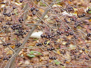 Aronia × prunifolia