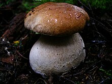 Летен вргањ (Boletus edulis)