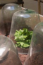 A former technique: cultivation under glass bells