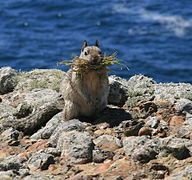 Otospermophilus beecheyi (California Ground Squirrel)