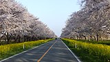 菜の花ロード（大潟村）