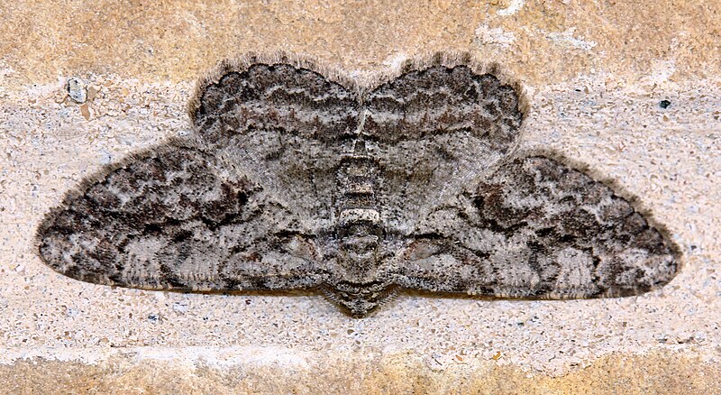 File:Geometridae (24342180551).jpg