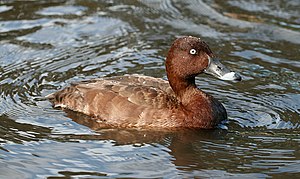 Aythya australis (Hardhead), male