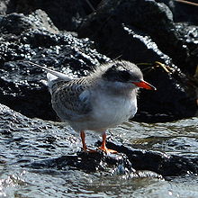 photographie d'une jeune Sterne, on remarque le plumage gris du dos