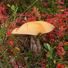 orange birch bolete (Leccinum versipelle) edible when thoroughly cooked