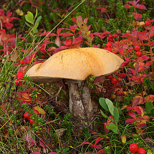 Leccinum versipelle (Orange Birch Bolete)