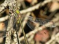 Tengere pantserjuffer (Lestes virens)