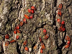 Pyrrhocoris apterus (Firebug)