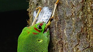 Repas de criquet au Parc Zoologique de Paris