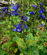 Salvia cacaliaefolia