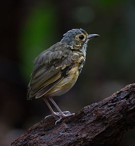 Roodflankmierpitta