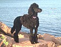 Poodle (Standard)