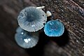 Mycena interrupta tiene coloración zul