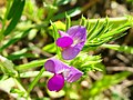 Vicia sativa