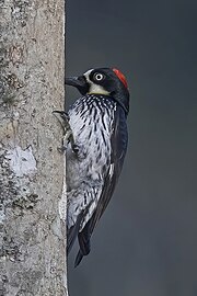 Female M. f. lineatus, Honduras