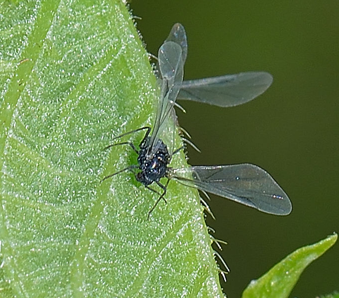 File:Aphis fabae, zwarte bonenluis (3).jpg