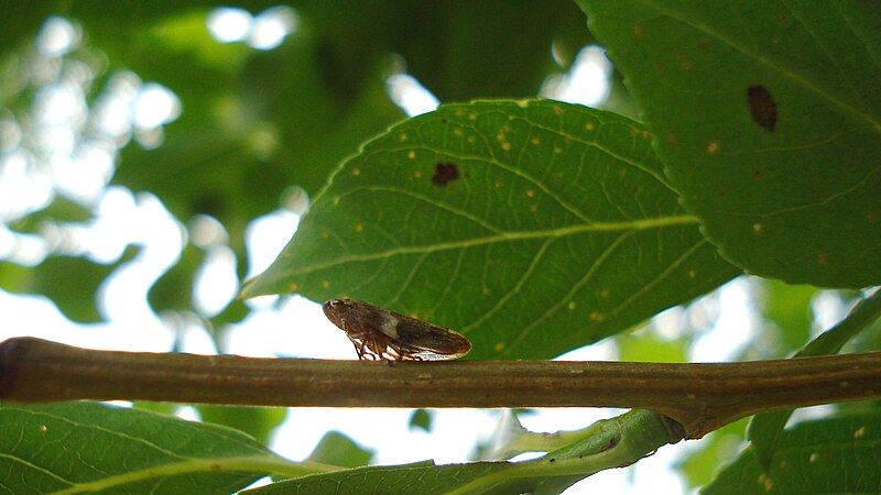 File:Aphrophora sp. - Thunder Bay, Ontario 2012-07-06 (01).jpg