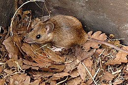 Geltonkaklė pelė (Apodemus flavicollis)