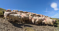 Flock of Basco-béarnaise sheep in the Pyrenees, France