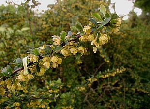 Hækberberis (Berberis thunbergii).