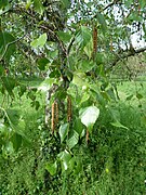 Betula forrestii.