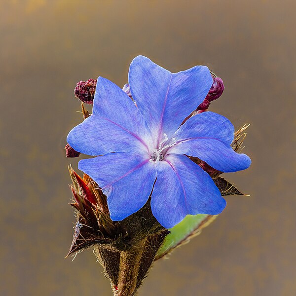 File:Bloem van een Plumbago auriculata. 04-10-2024. (d.j.b).jpg