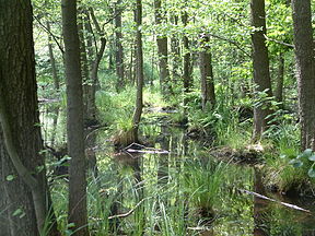 Erlenbruchwald im Briesetal