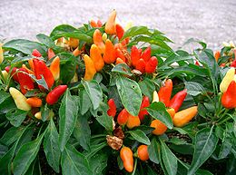 Vienametė paprika (Capsicum annuum)