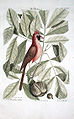 Coccothraustes rubra, 1754