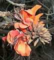 Erythrina caffra; endemia planto en la biodiverseco-riĉaĵejo