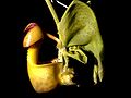 Coryanthes macrantha flower