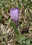 Crocus vernus