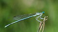 * Nomination male White-legged Damselfly (Platycnemis pennipes) --Leviathan1983 08:50, 13 August 2013 (UTC) * Promotion Bit of noise but overall good to go --Poco a poco 11:34, 13 August 2013 (UTC)