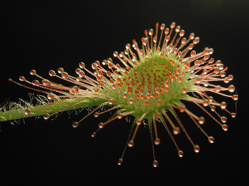 File:Drosera rotundifolia leaf1.jpg