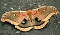 Polyphemus Moth