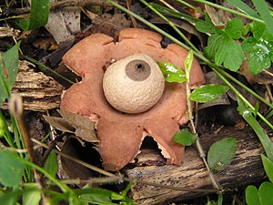 Earthstar fungus growing in bushland at Wollstonecraft