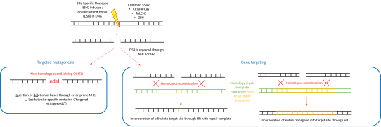 Gene targeting mechanism vs non homologous end joining.svg