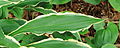 * Nomination Hosta Stiletto. Groundcover with small leaf. --Famberhorst 05:45, 20 August 2013 (UTC) * Decline OOF, sorry --Poco a poco 12:51, 20 August 2013 (UTC) * Question: What does OOF? Thank you for your response.-- Famberhorst 15:30, 20 August 2013 (UTC) * Comment: It means Out of Focus --Xicotencatl 20:50, 20 August 2013 (UTC)