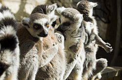 Лемур котячий (Lemur catta)