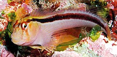 Description de l'image Parablennius laticlavius (Crested blenny).jpg.