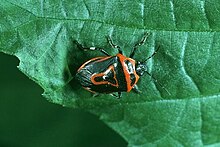 Perillus bioculatus, ou punaise masquée, prédateur des larves du doryphore