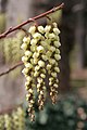 Ocasnatec časný - Stachyurus praecox (ocasnatcovité)