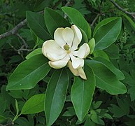 Sweetbay Magnolia Magnolia virginiana Flower Closeup 2146px.jpg