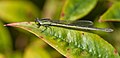 Ischnura heterosticta, green female