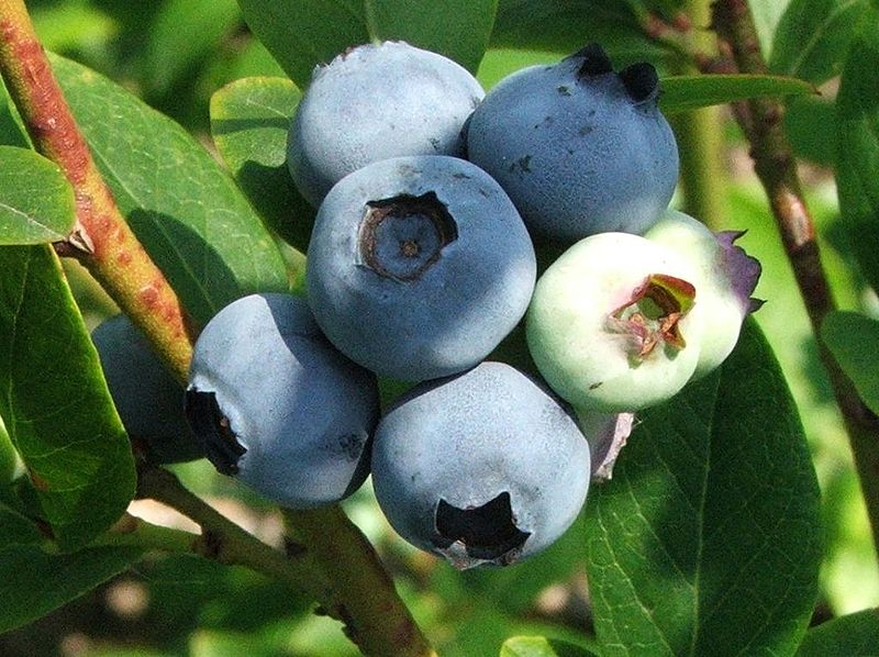 File:Vaccinium corymbosum a2.jpg