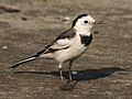 Motacilla alba leucopsis, nonbreeding