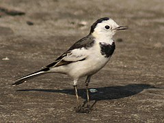 Motacilla alba leucopsis